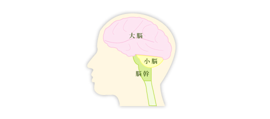 脳のしくみ